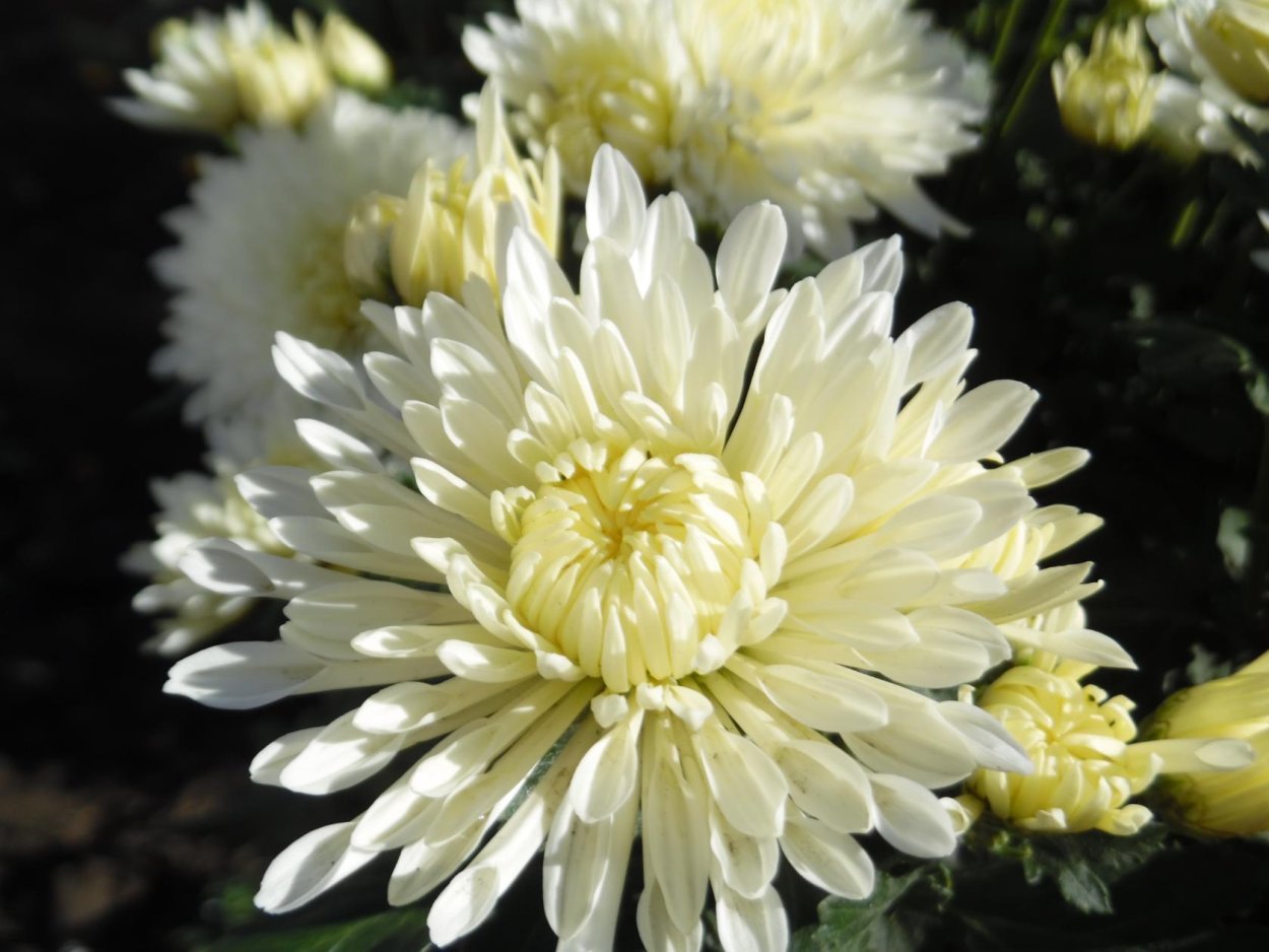 Хризантема одноголовая белая