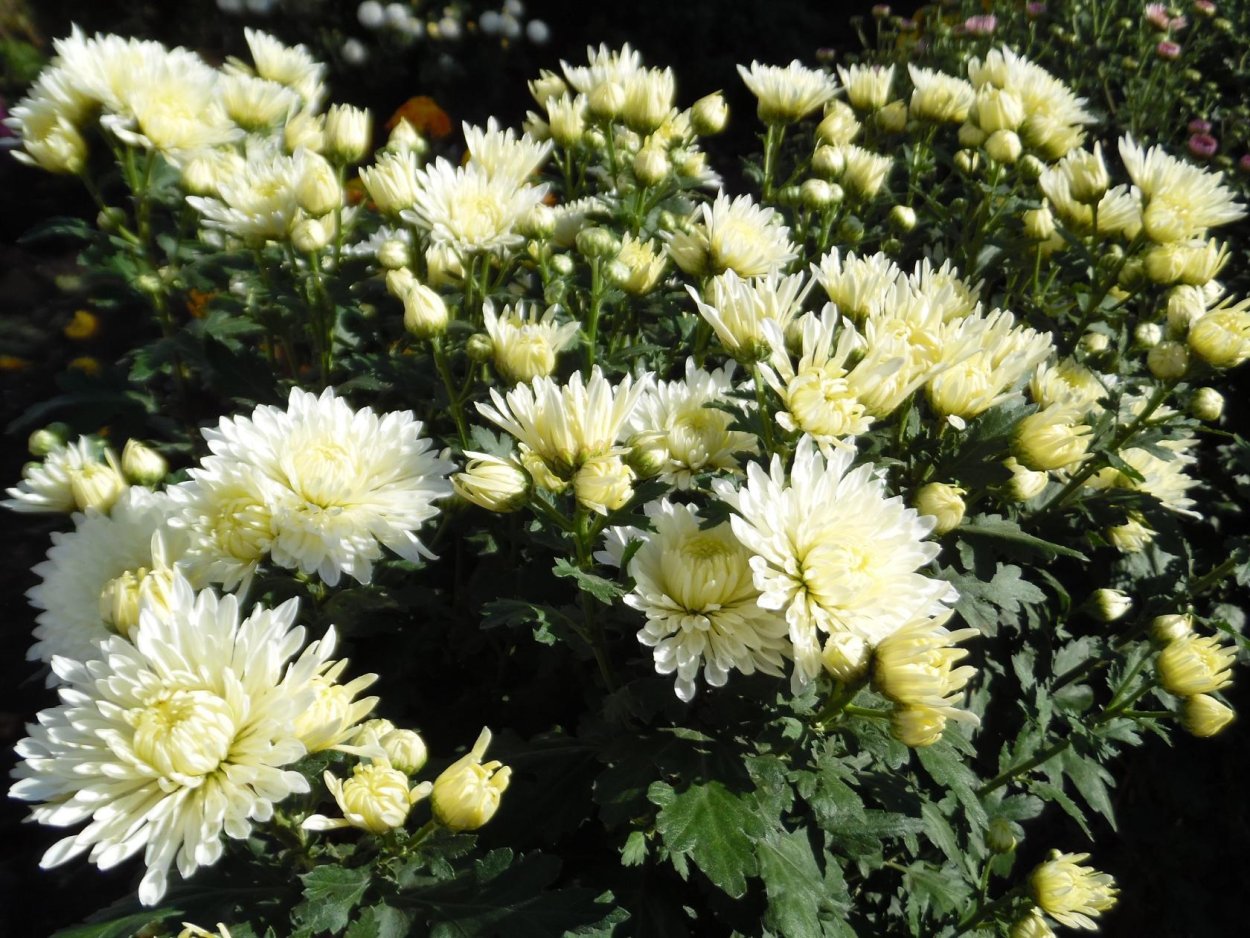 Хризантема корейская гуси лебеди