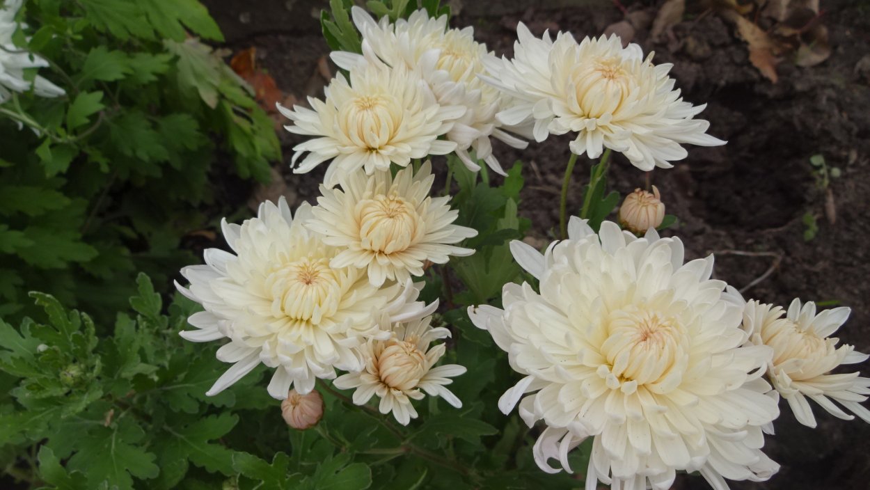 Хризантема мультифлора Элефантин