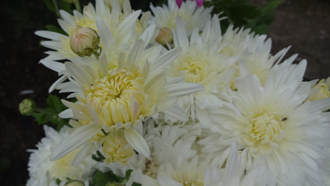 Хризантема корейская незнакомка