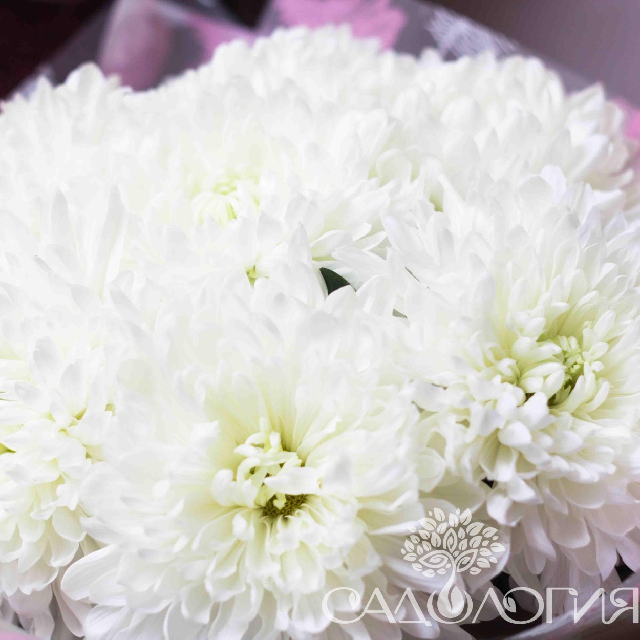 Хризантема вивили