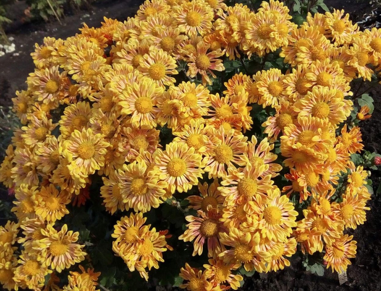 Хризантема Allouise Pink