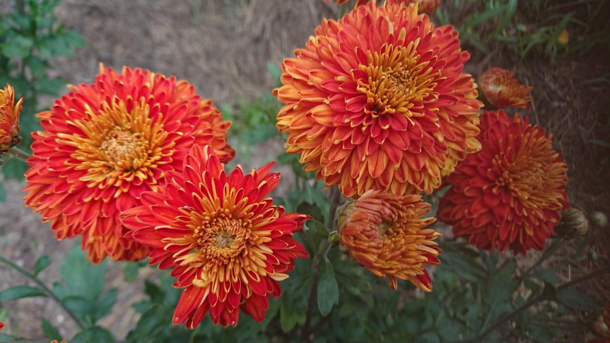 Хризантема академик Жирмунский