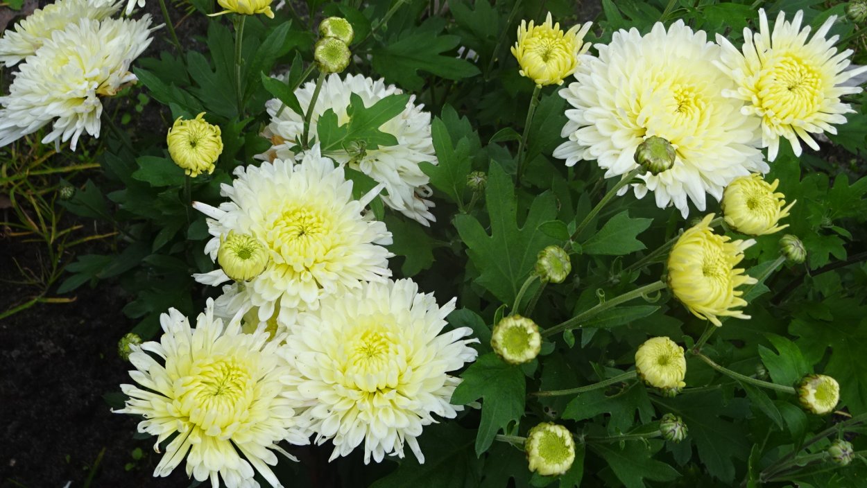 Хризантема Сонечка