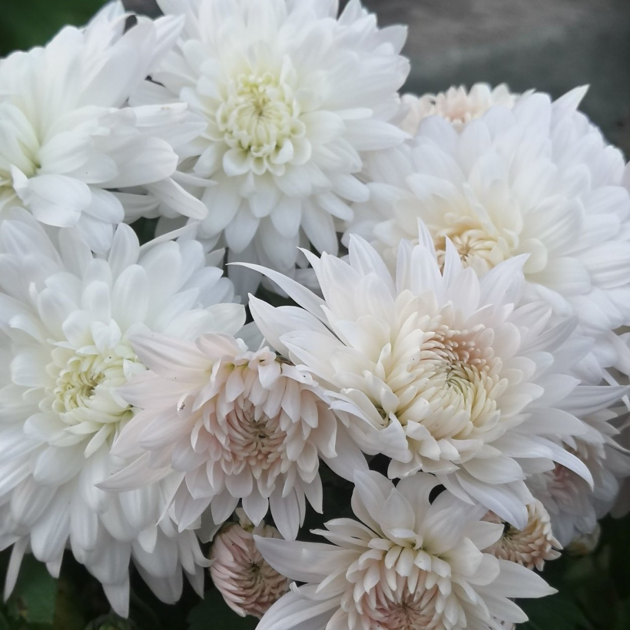 Хризантема белый лебедь