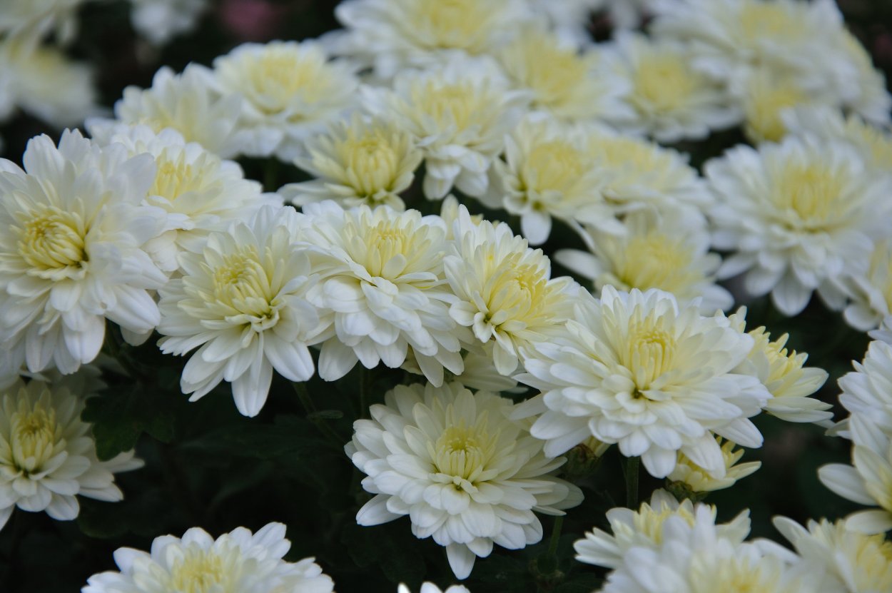 Корейская Хризантема белая лебедь