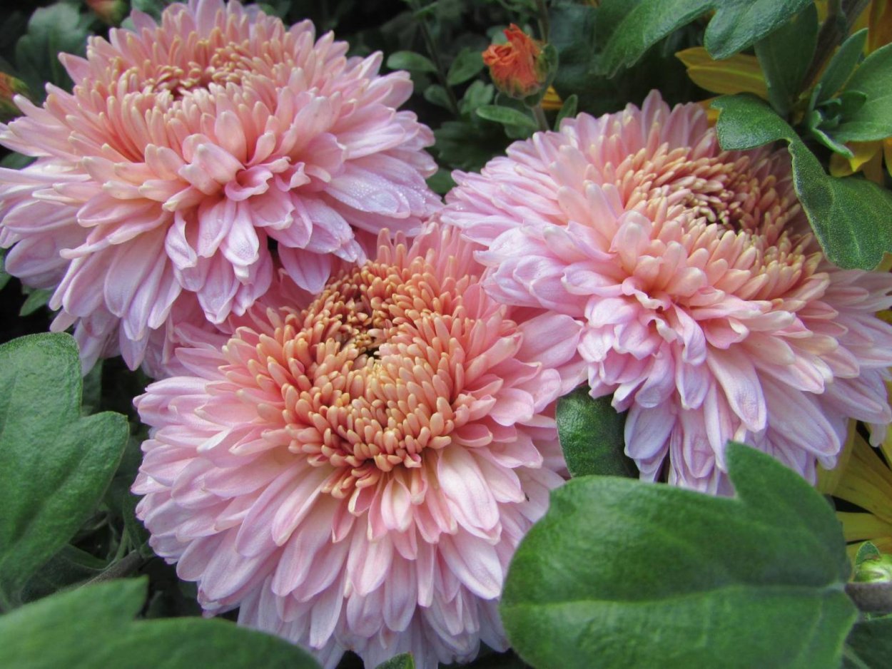 Хризантема корейская Липстик