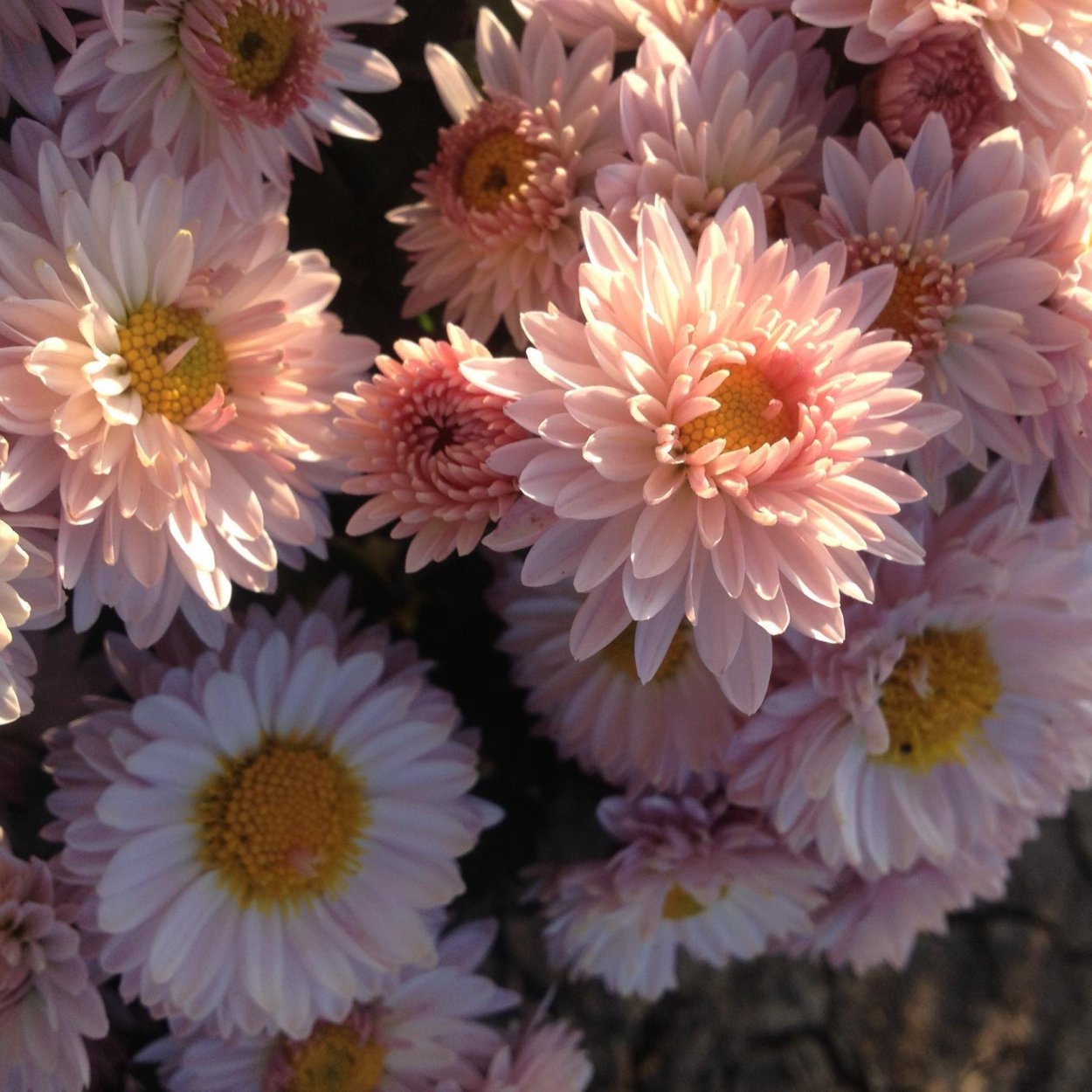 Хризантема корейская Резея