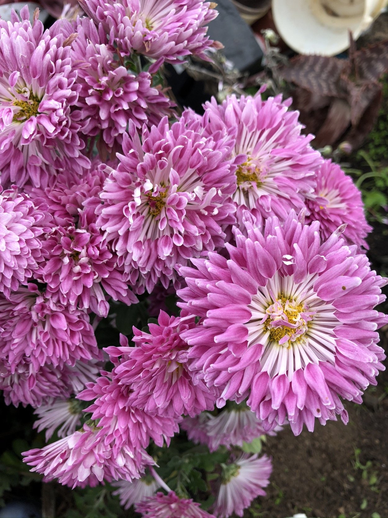 Хризантема корейская Амбрия