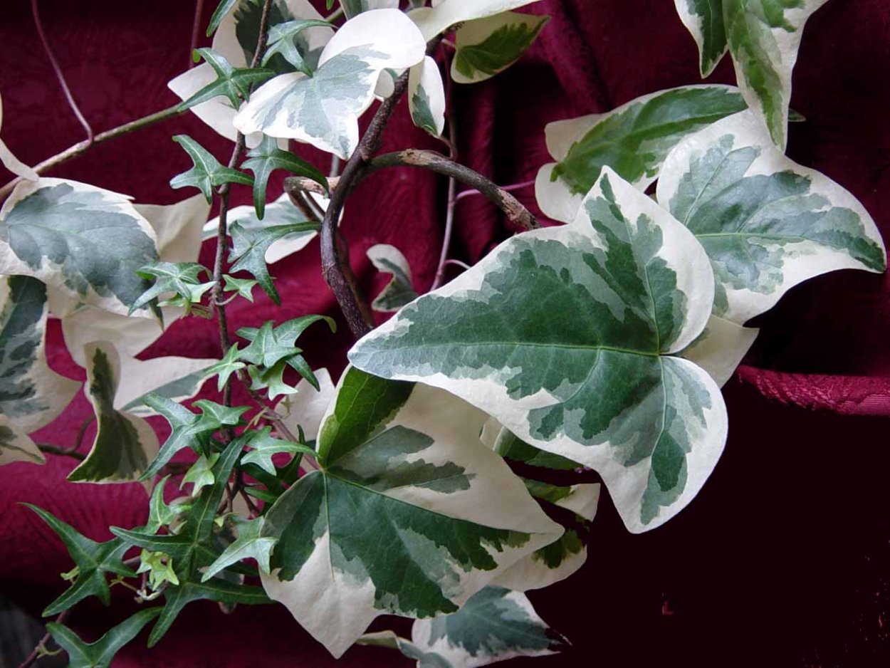 Вдовий плющ