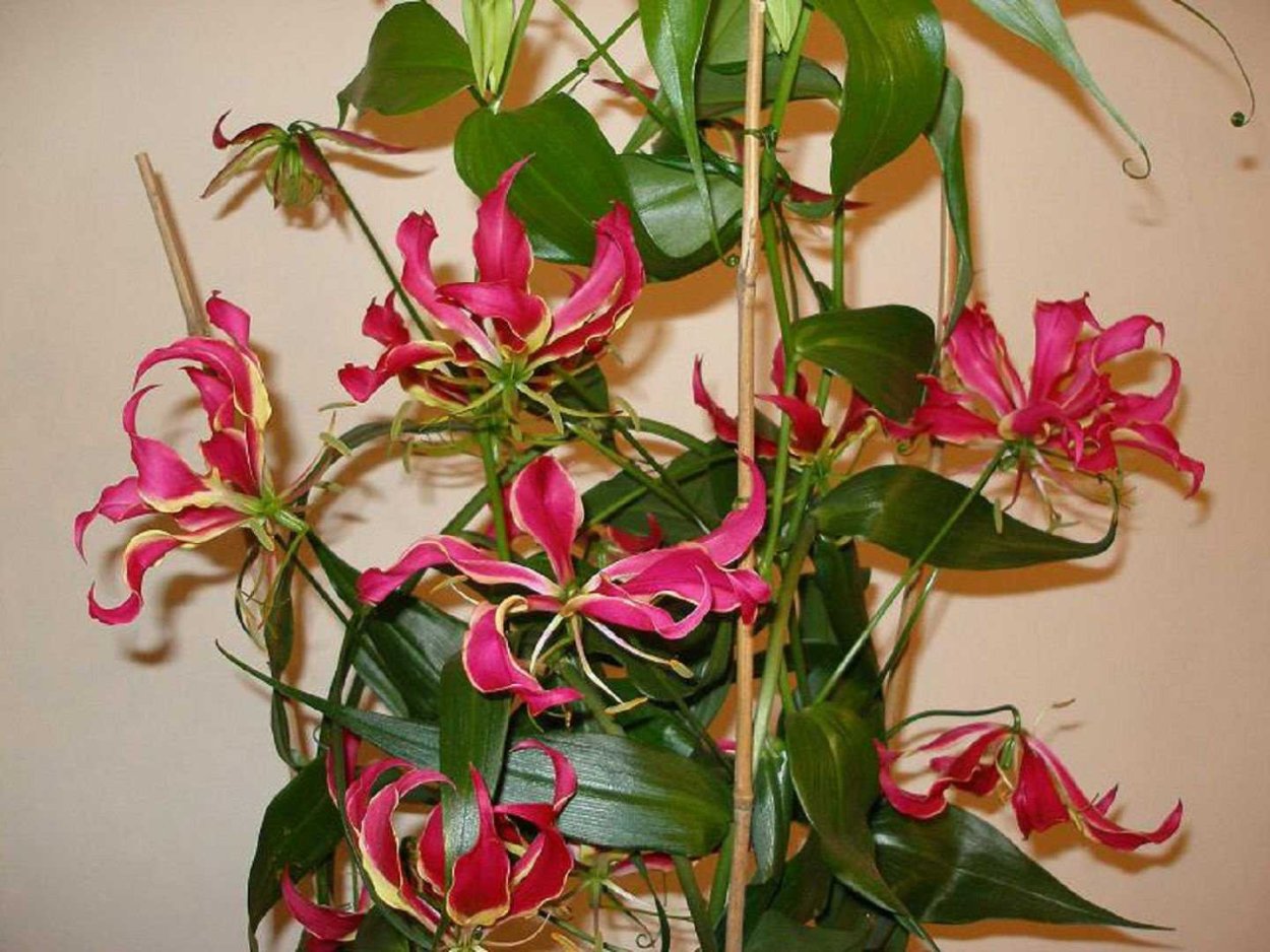 Глориоза великолепная комнатная