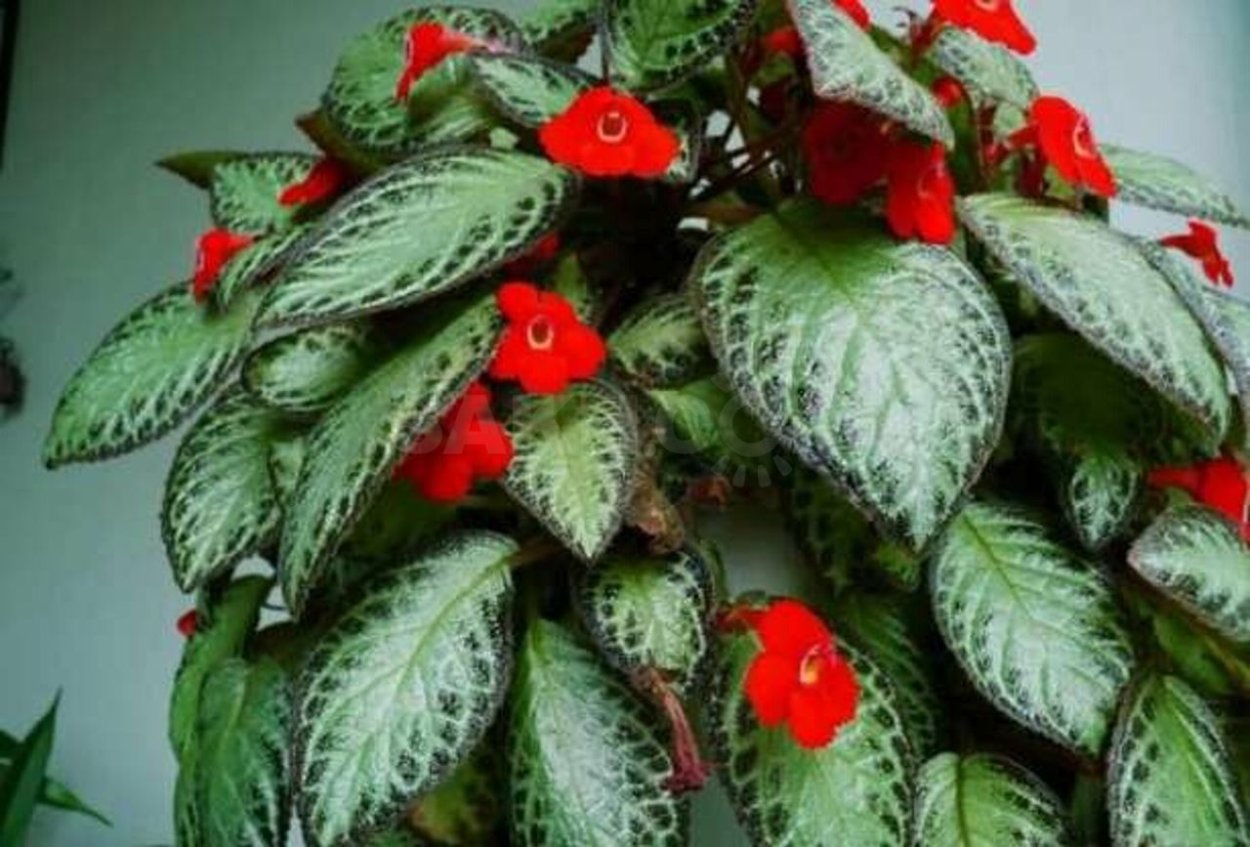 Эписция ампельная