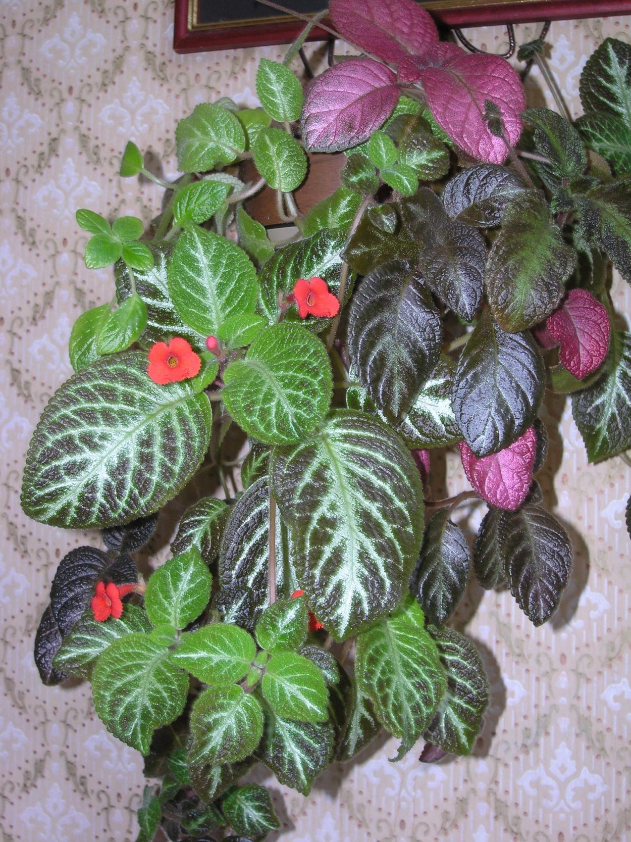 Эписция ла Салидан бронз