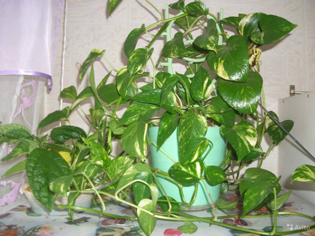 Фикус мужегон