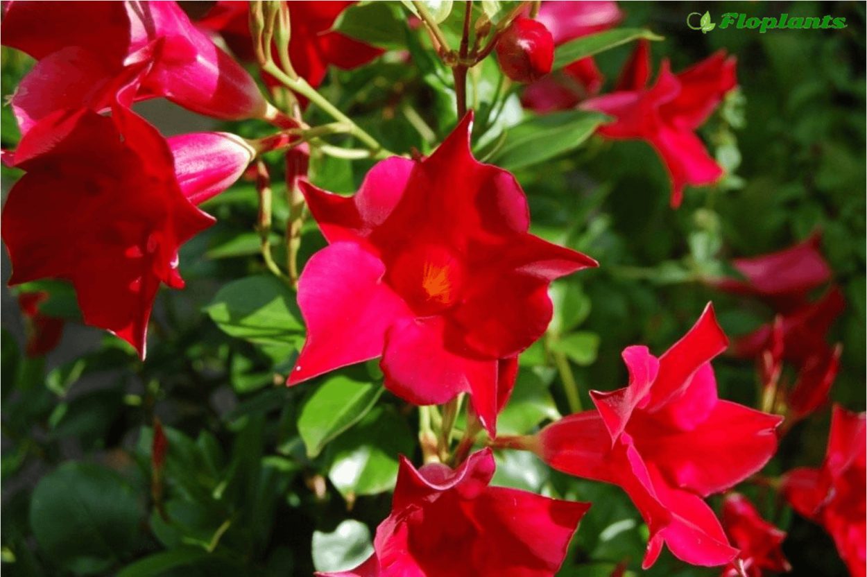 Дипладения мандевилла