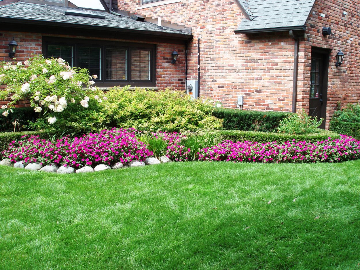 Рабатка Тунберга