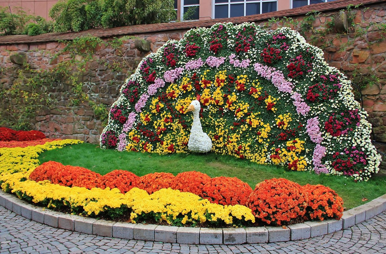 Рабатка Тунберга