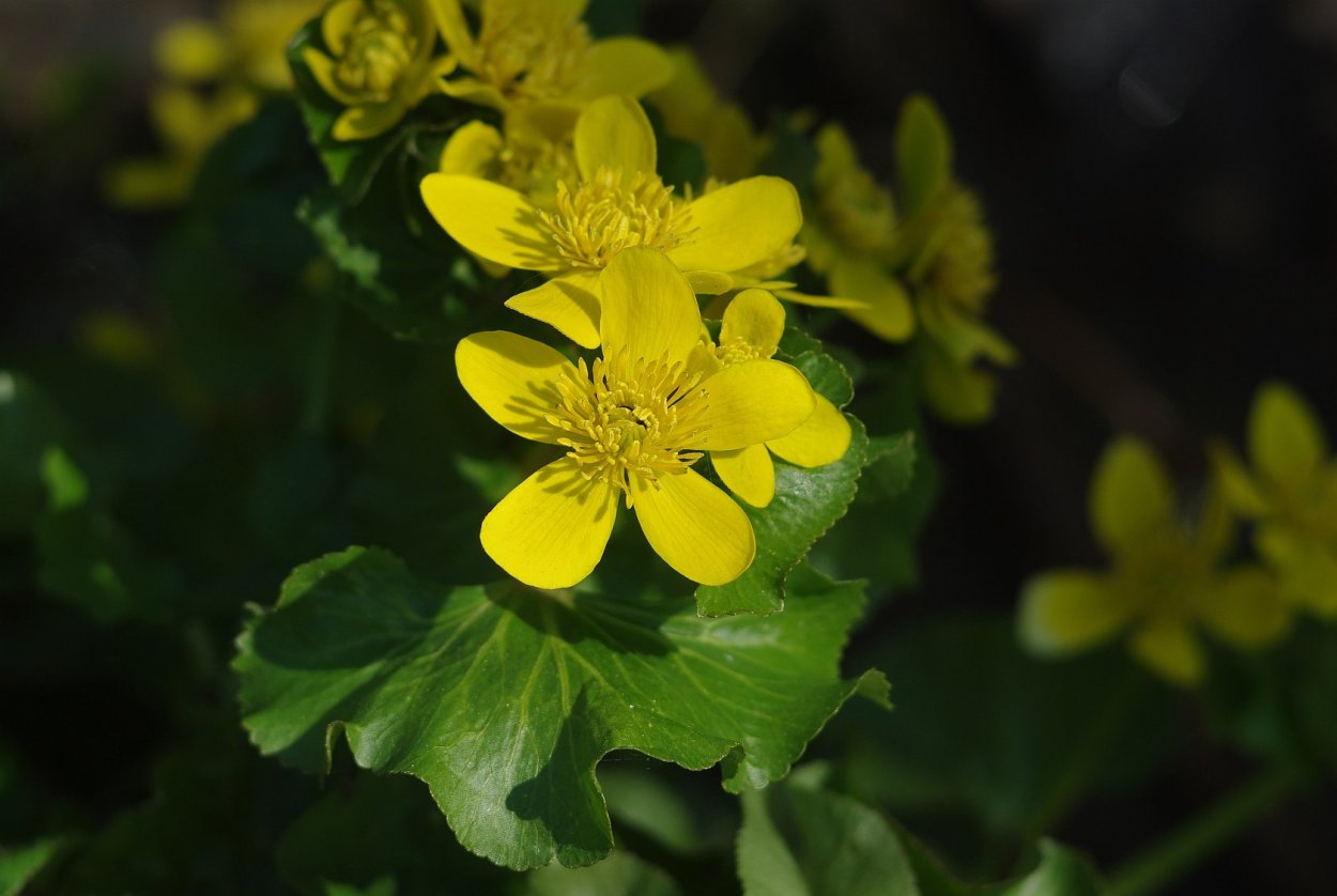 Калужница Болотная (Caltha palustris)