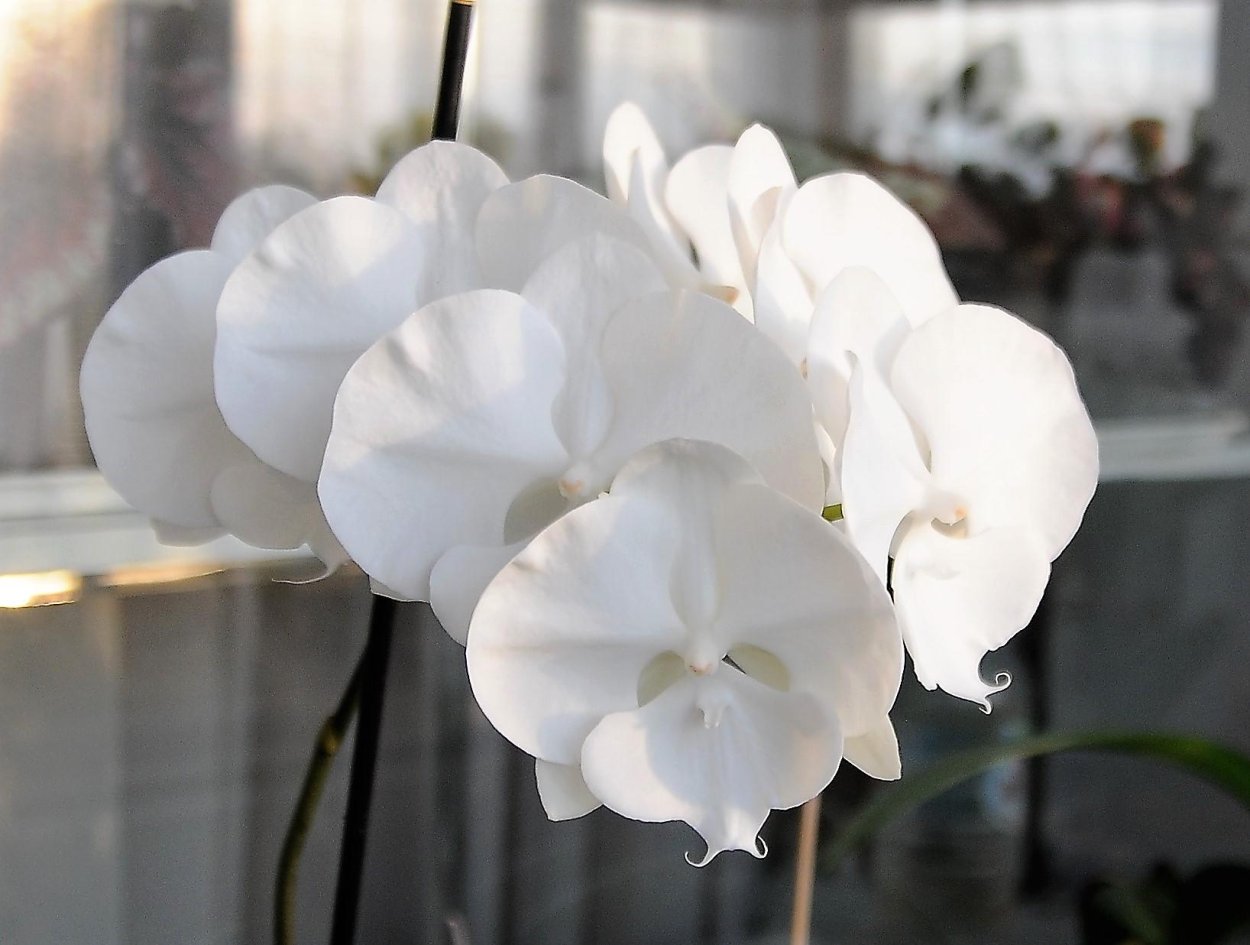 Фаленопсис Уайт Дрим