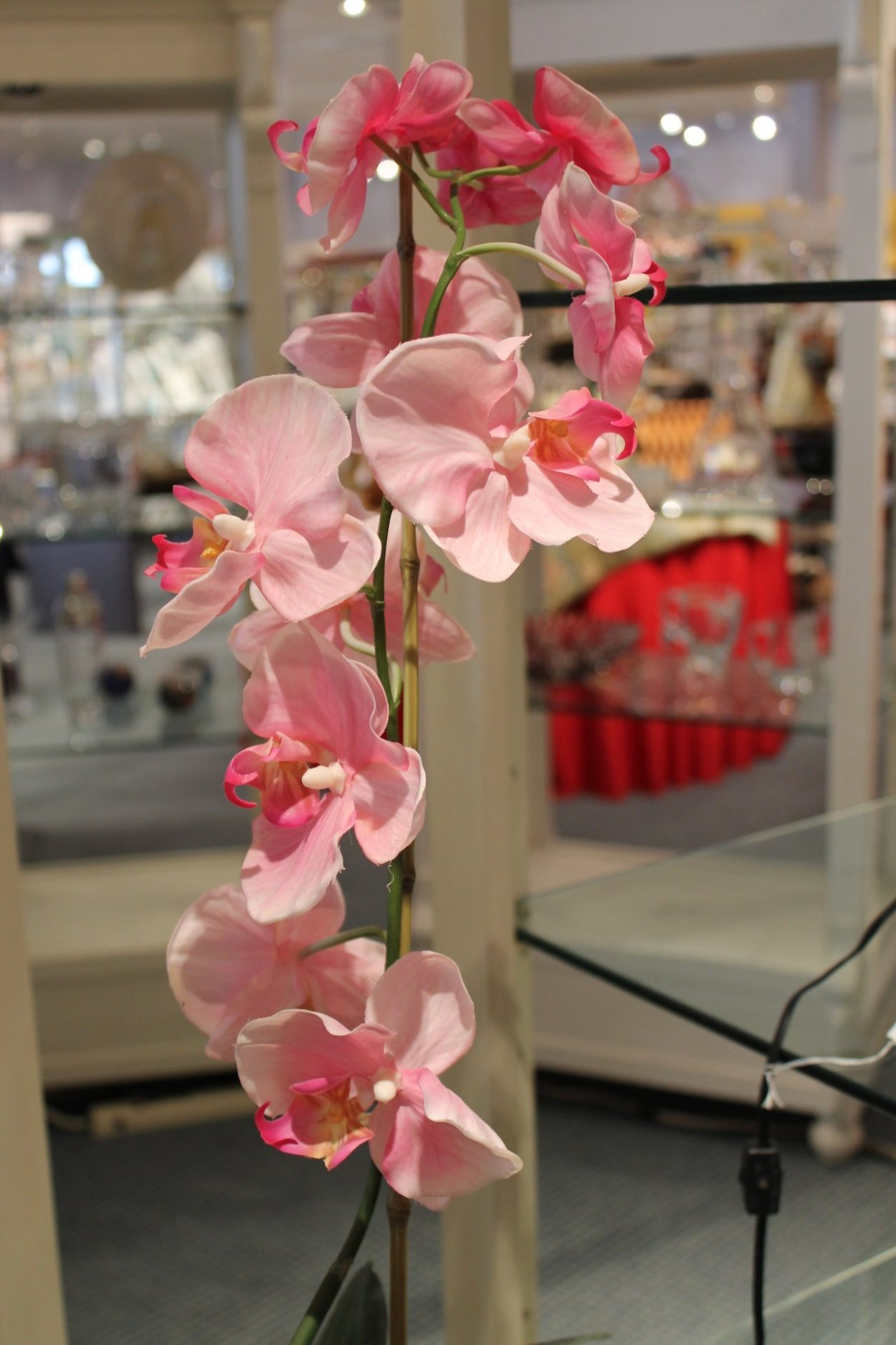 Орхидея Сого Бьянка