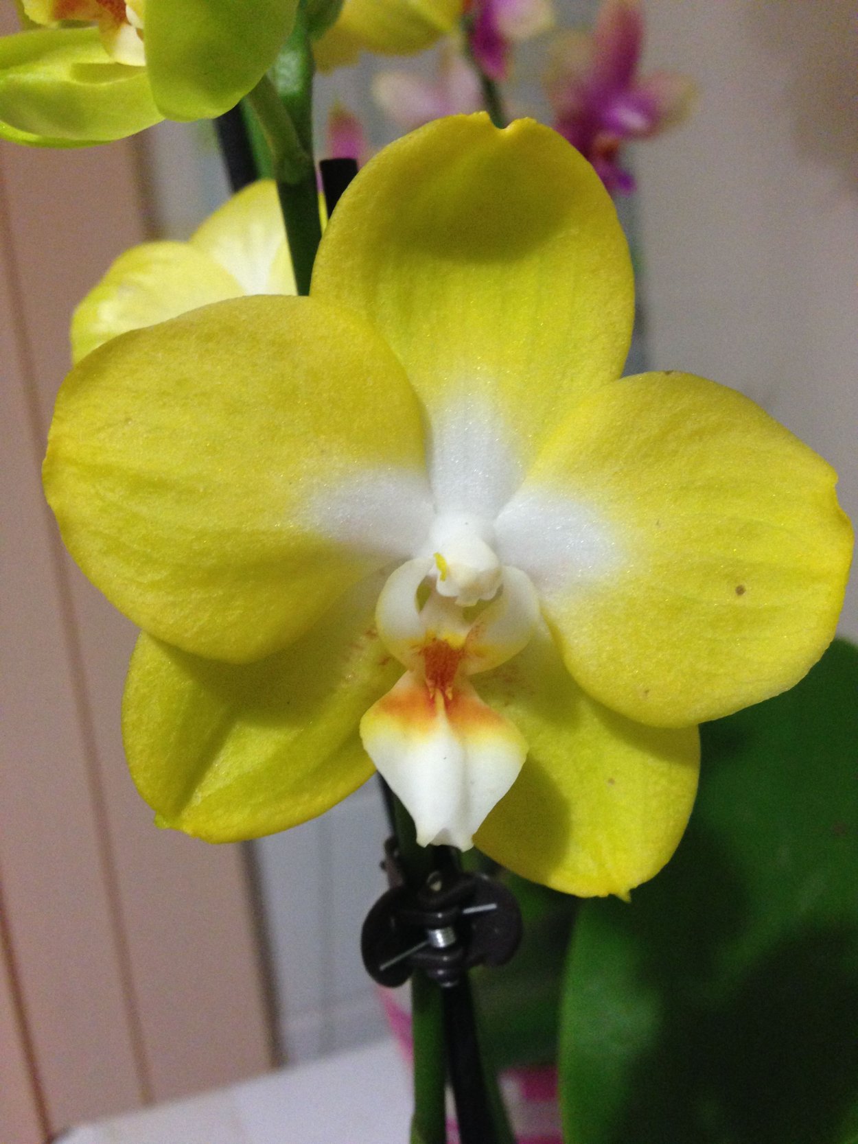 Орхидея фаленопсис Бернард