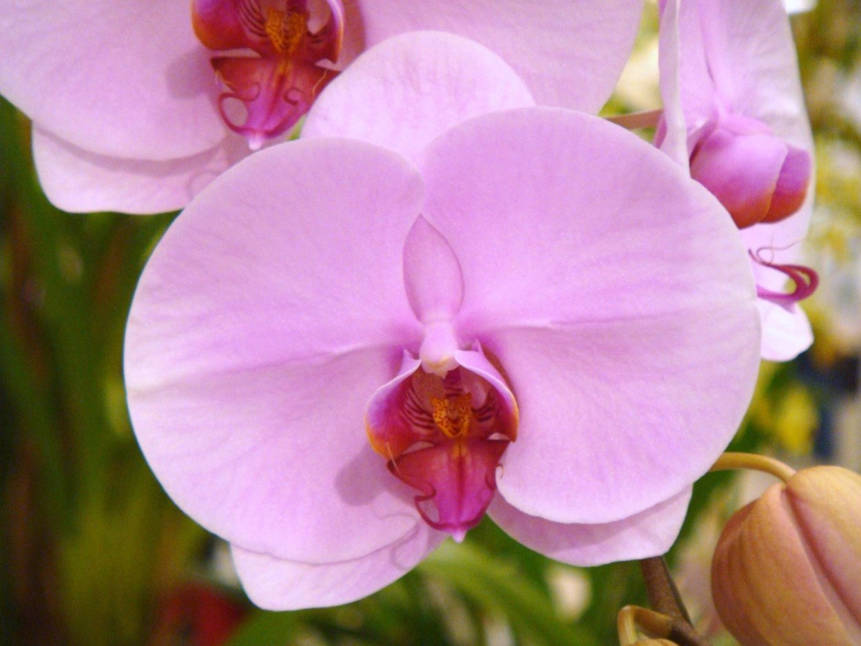 Фаленопсис Сого Юкидан