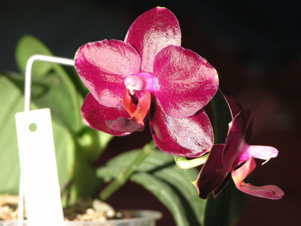 Фаленопсис Исланд