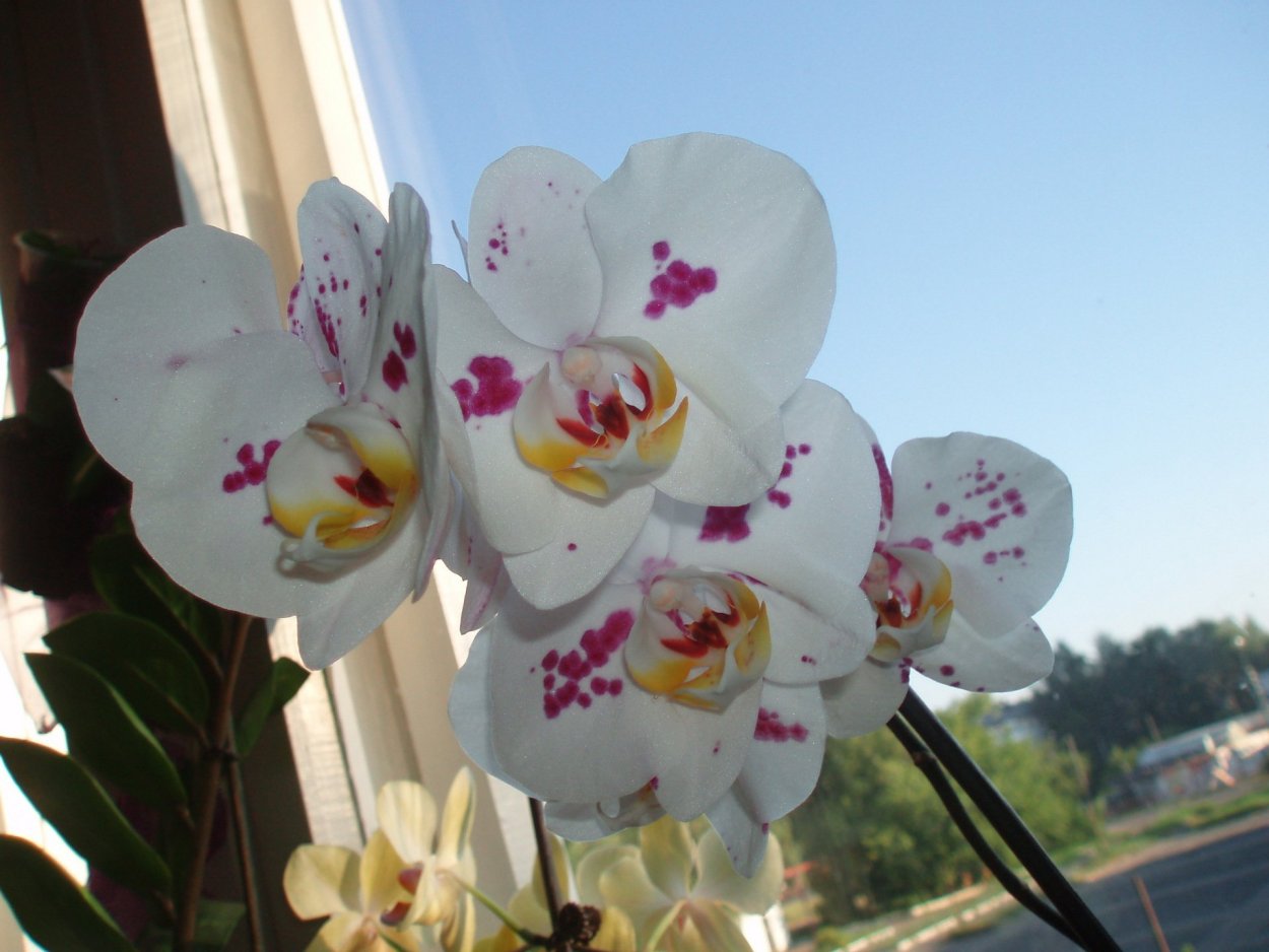 Орхидея Phalaenopsis Sogo