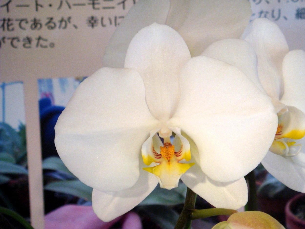 Фаленопсис Сого Бьянка