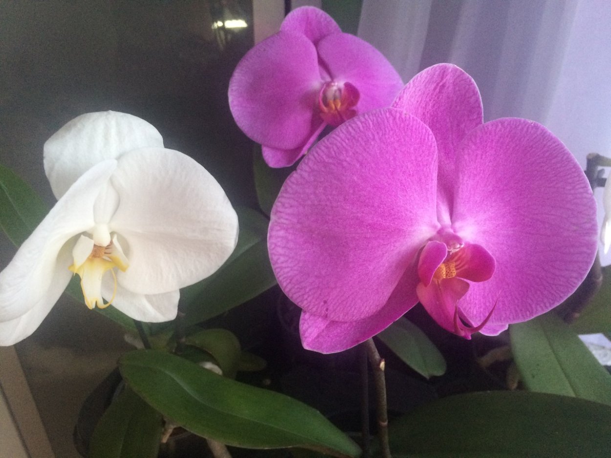 Sogo Vivien Орхидея