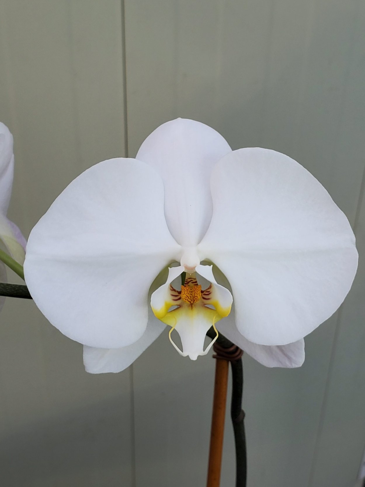 Каскадная Орхидея