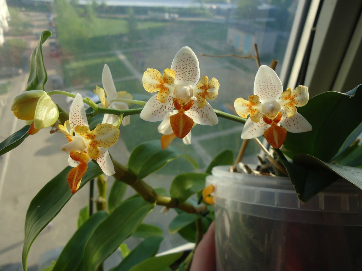 Phal. Sogo Yukidian 'v3'