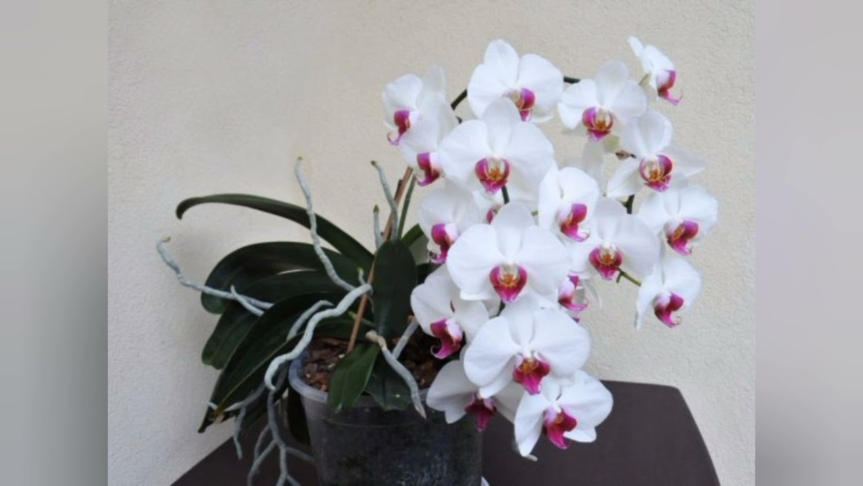 Фаленопсис Стюартиана Сого