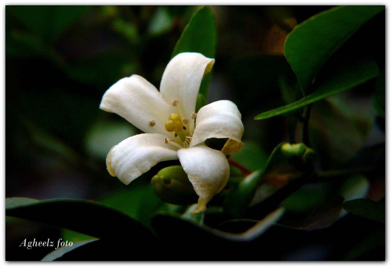 Мурайя эзотерика