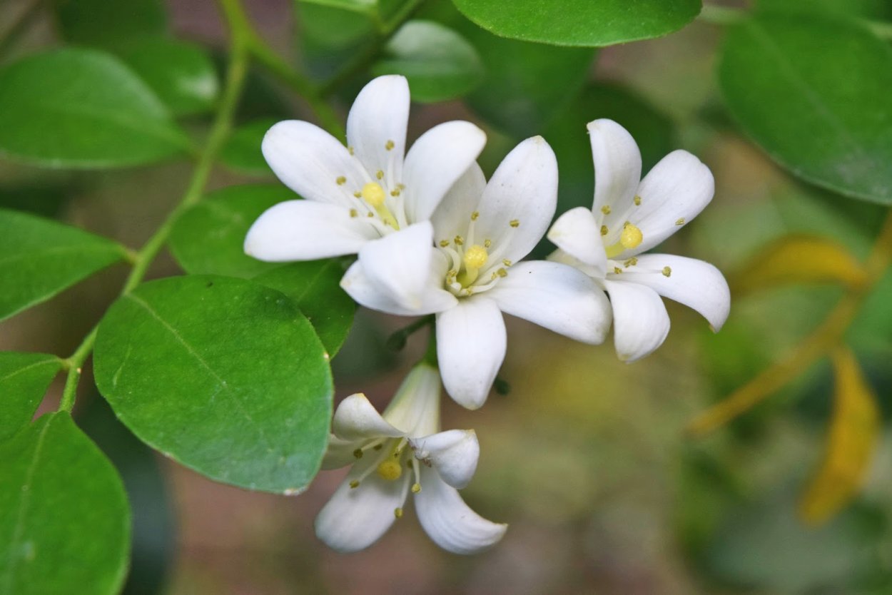 Мурайя метельчатая