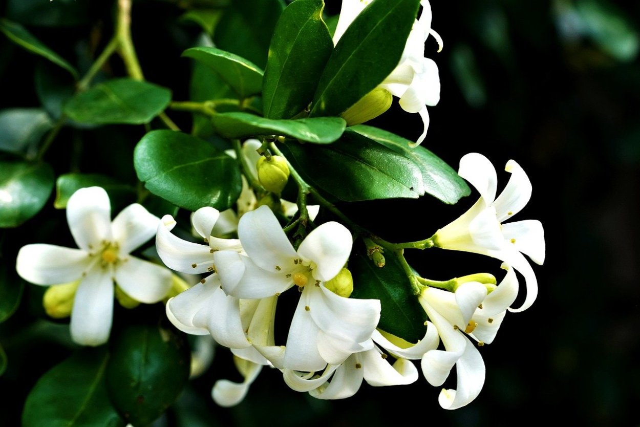 Мурайя Жасмин