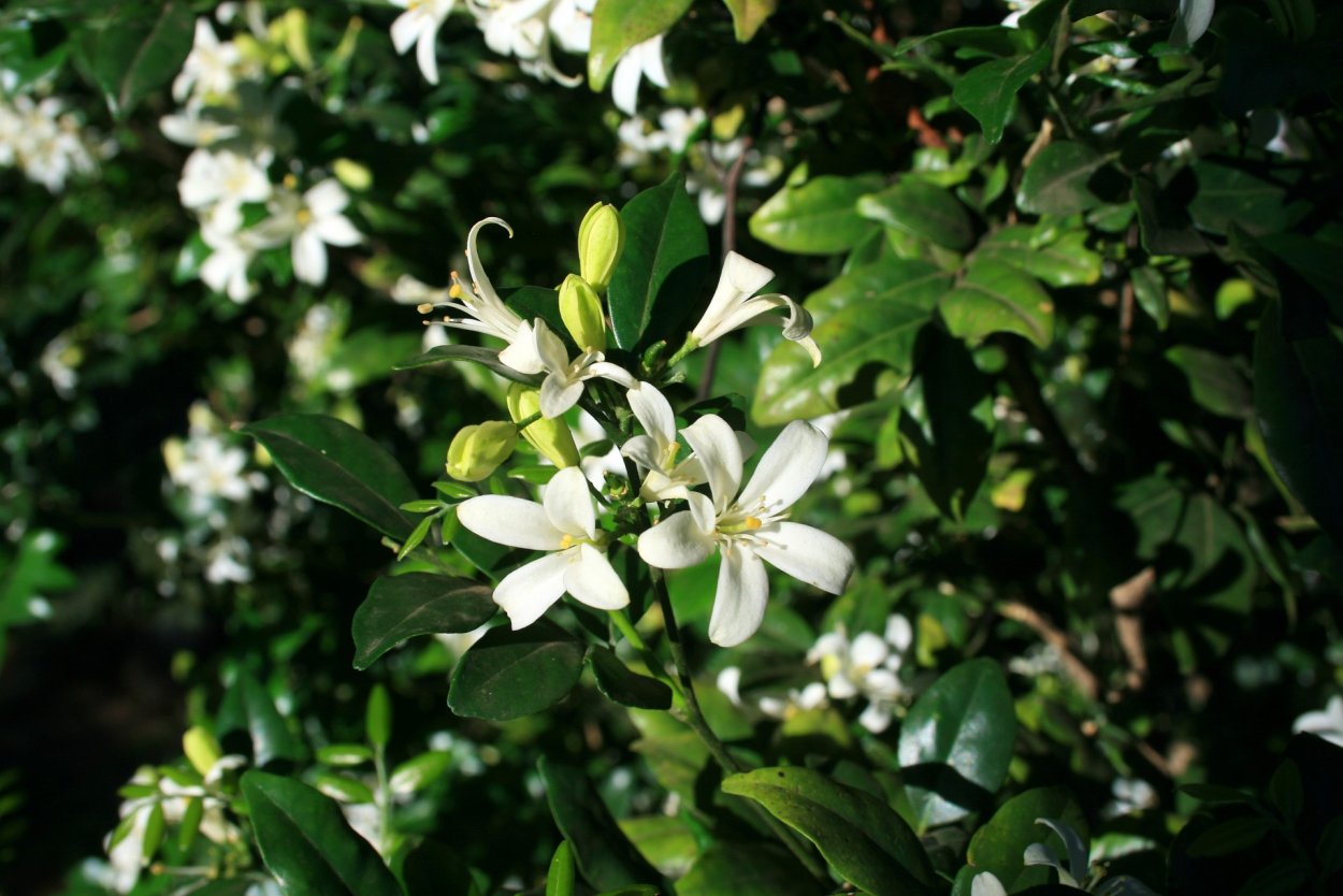 Мурайя метельчатая Жасмин