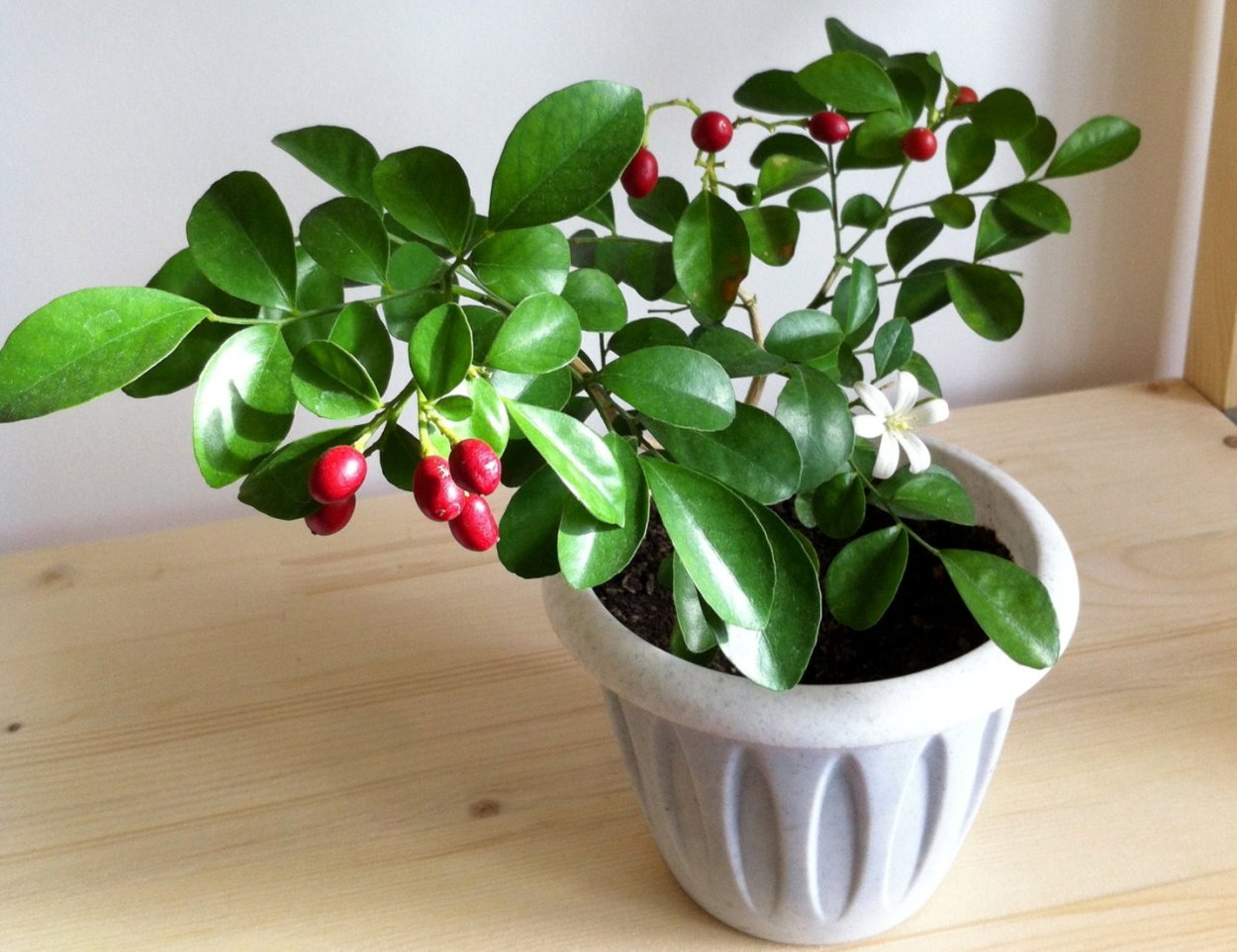 Мурайя цветок