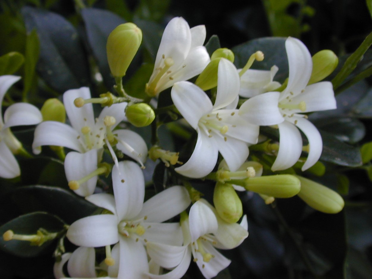 Апельсиновый Жасмин мурайя