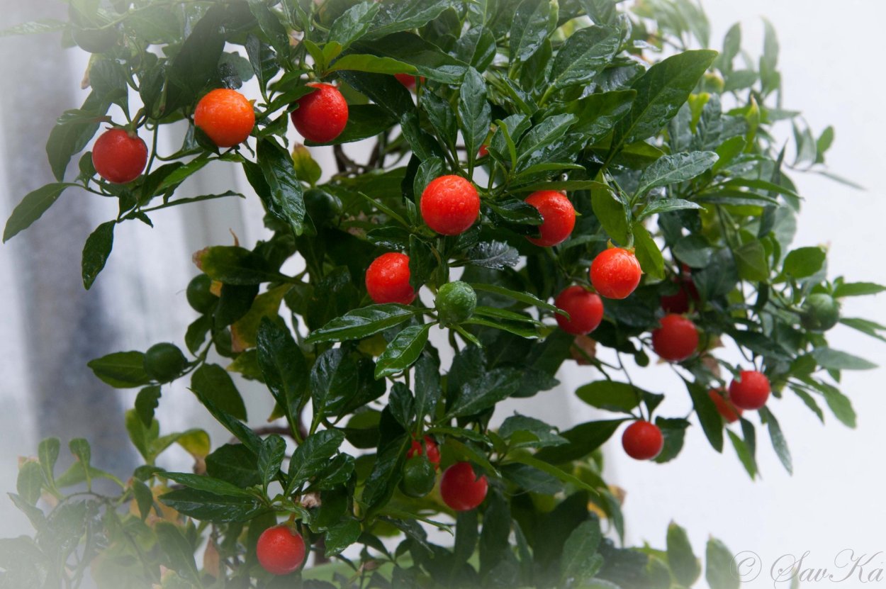 Цветок императора мурайя