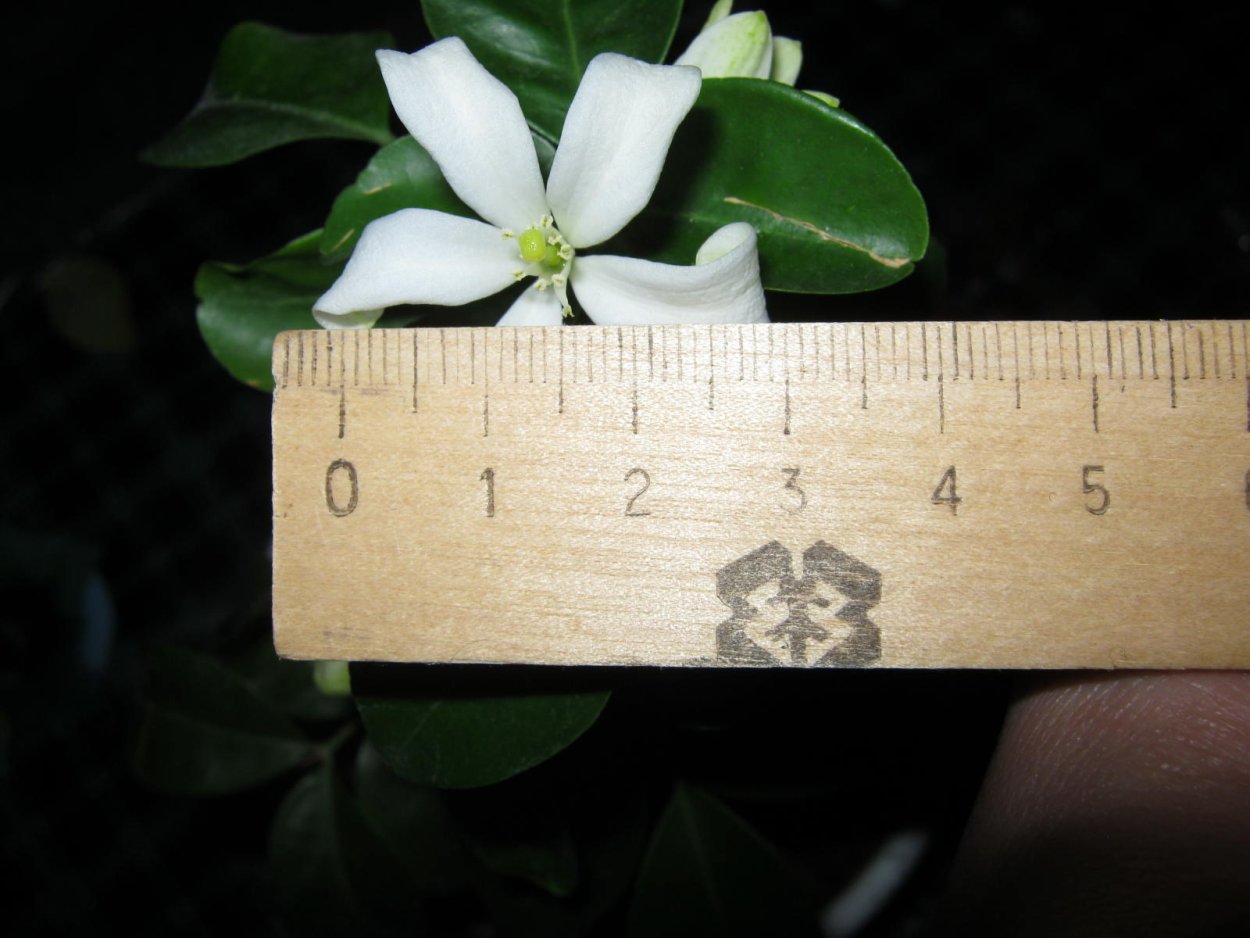 Мурайя компакта