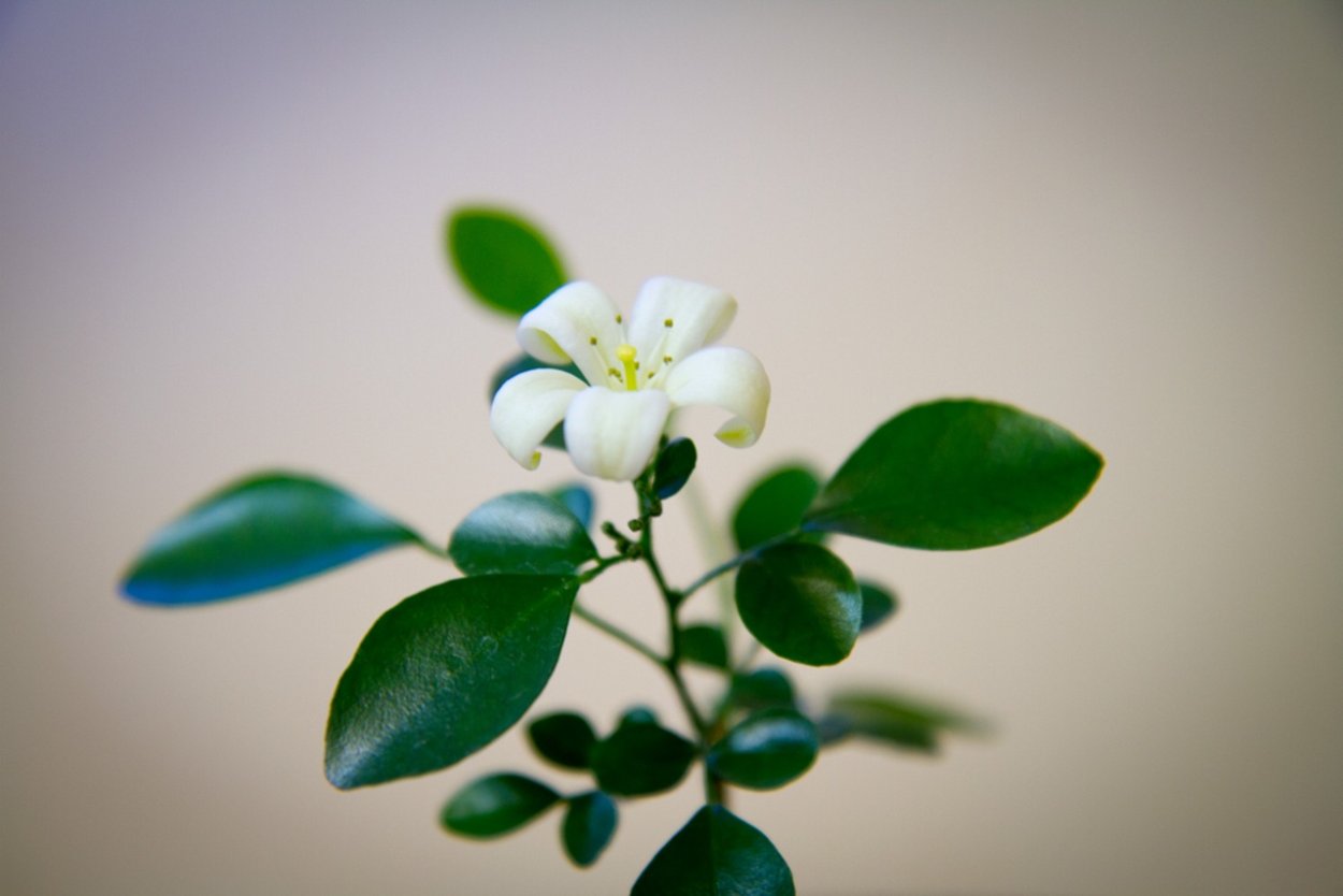 Мурайя Росток