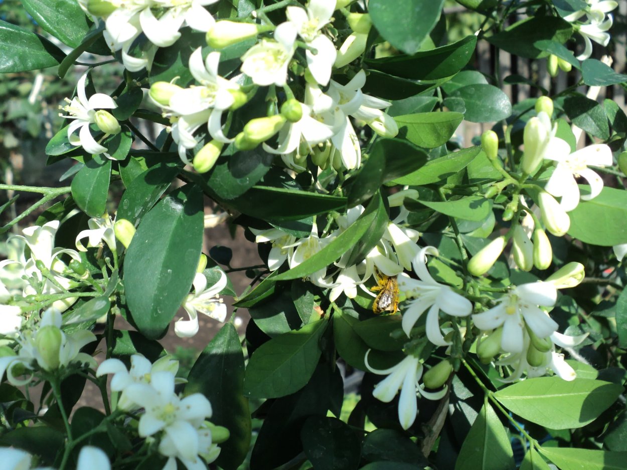 Муррайя метельчатая