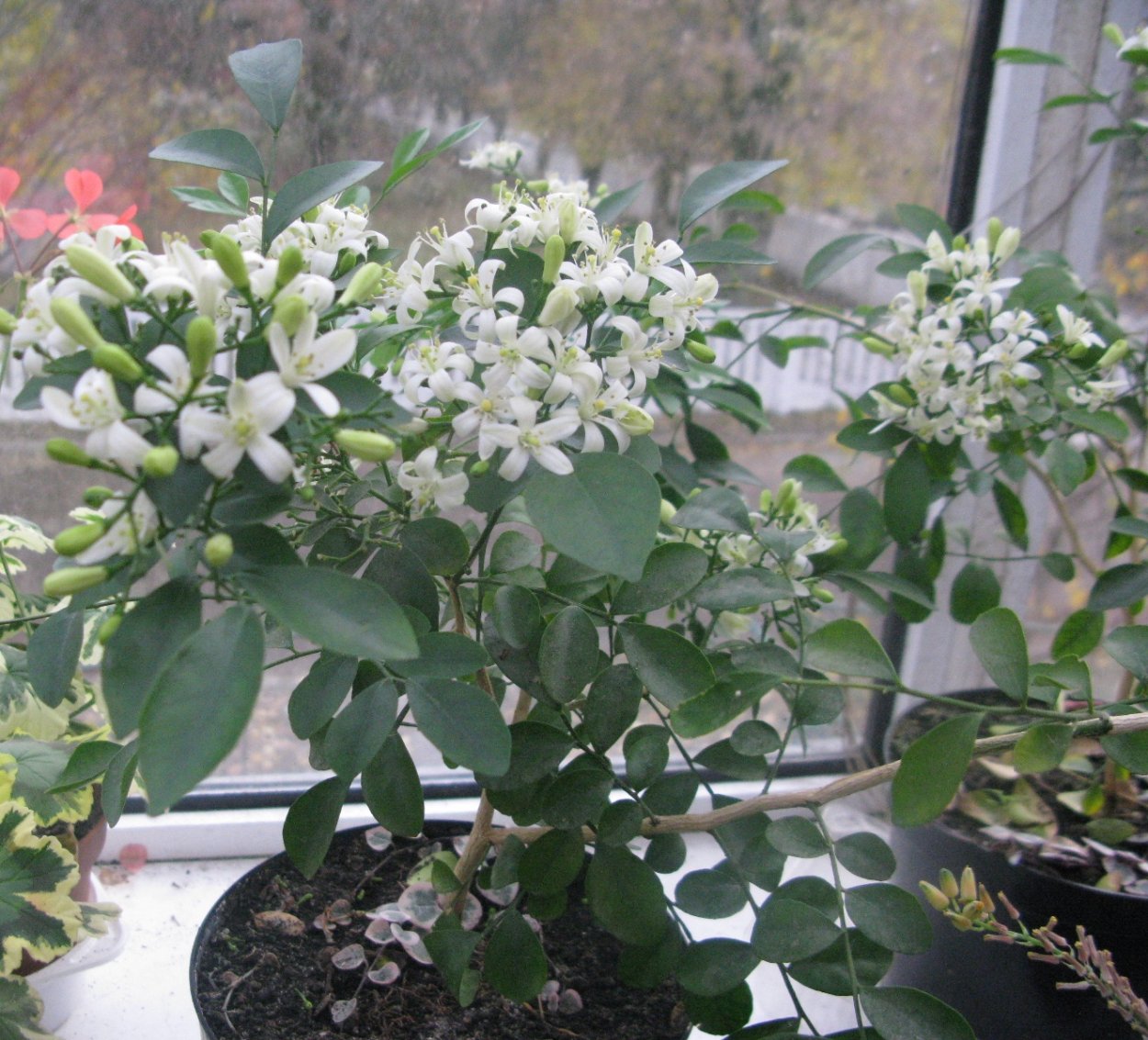 Мурайя цветок