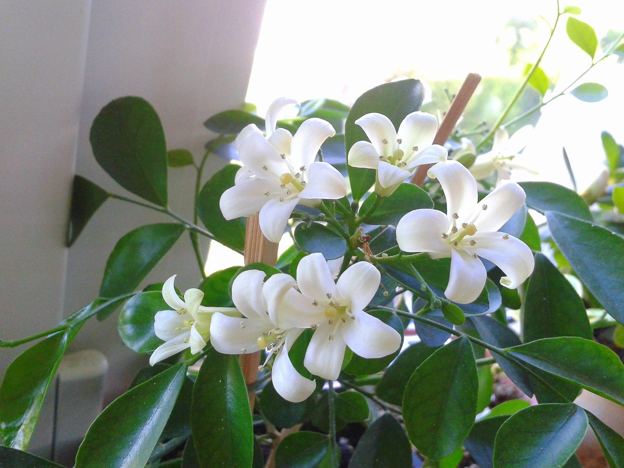 Муррайя карликовая Росток