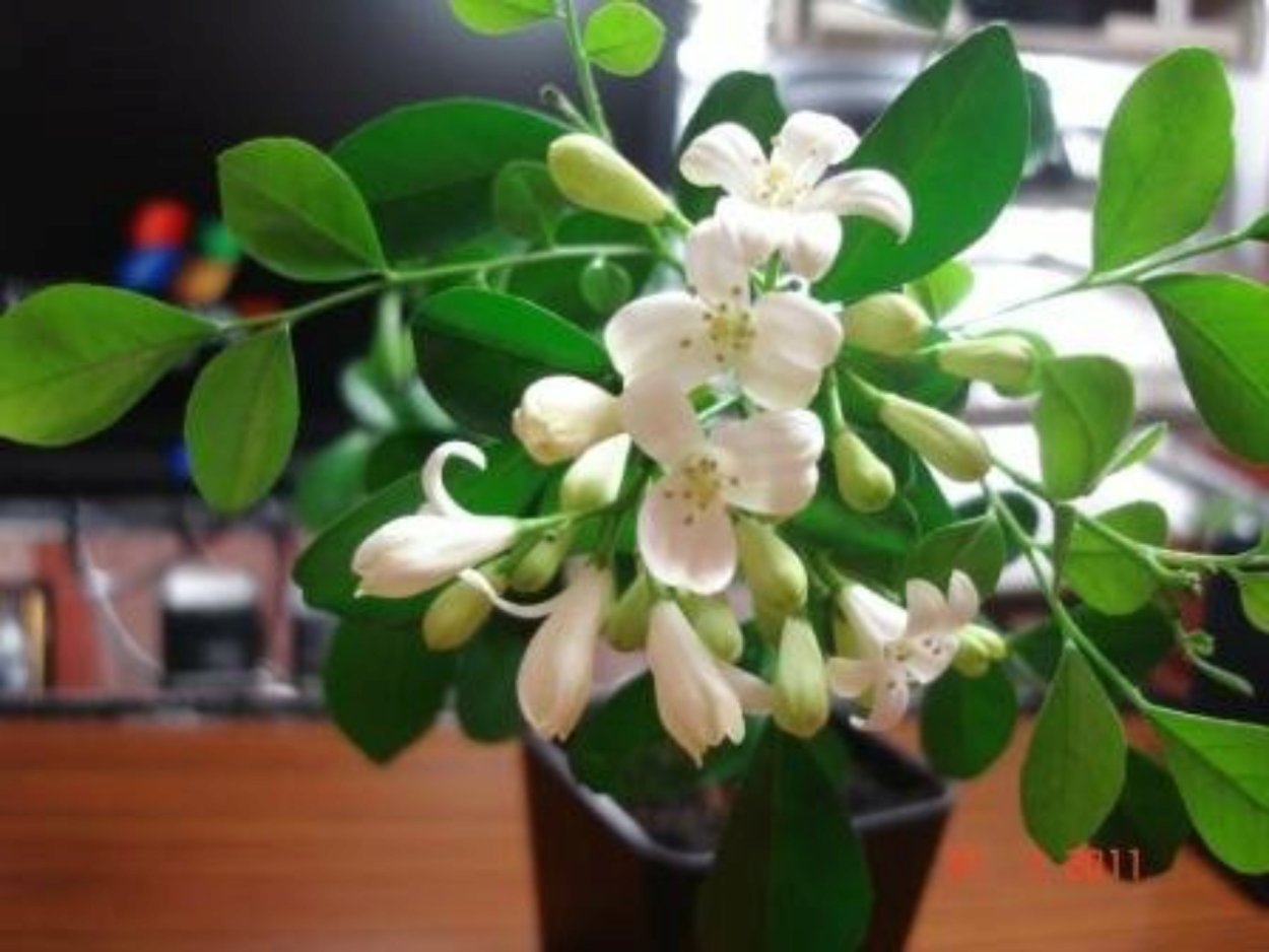 Мурайя цветок