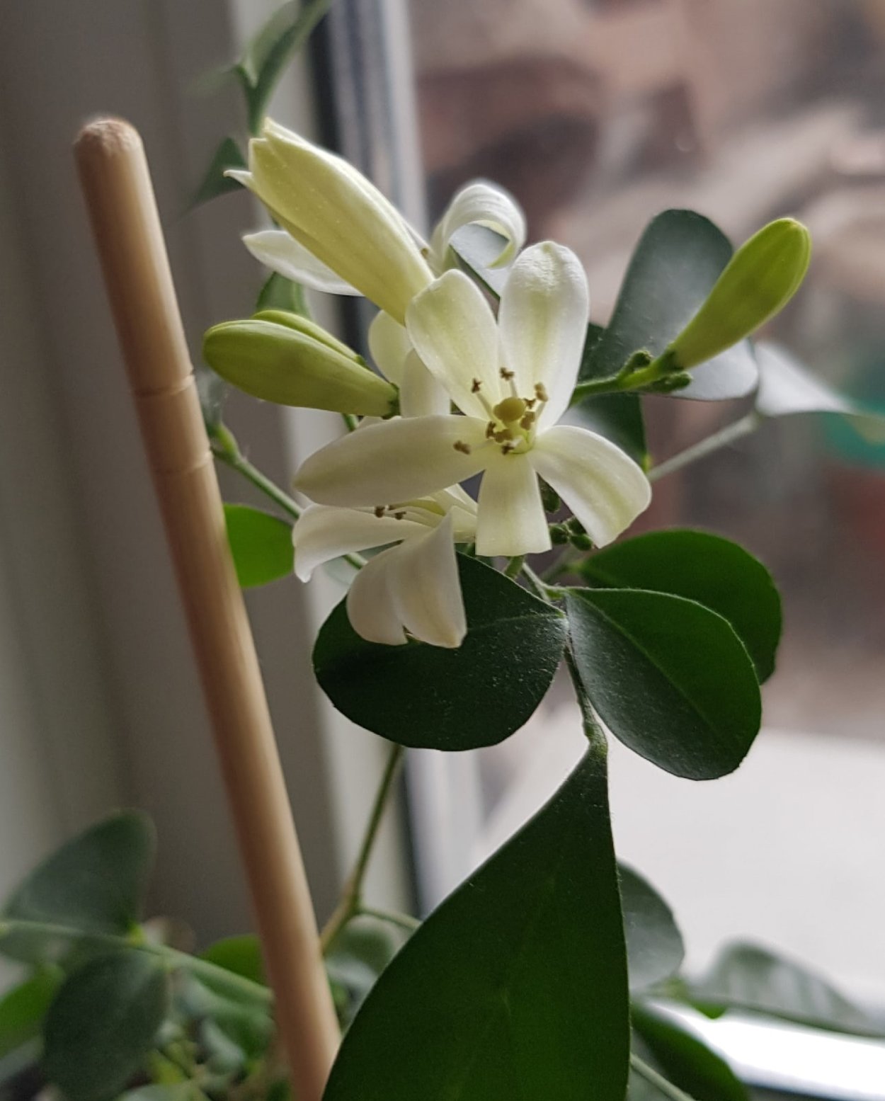 Дерево японских императоров мурайя