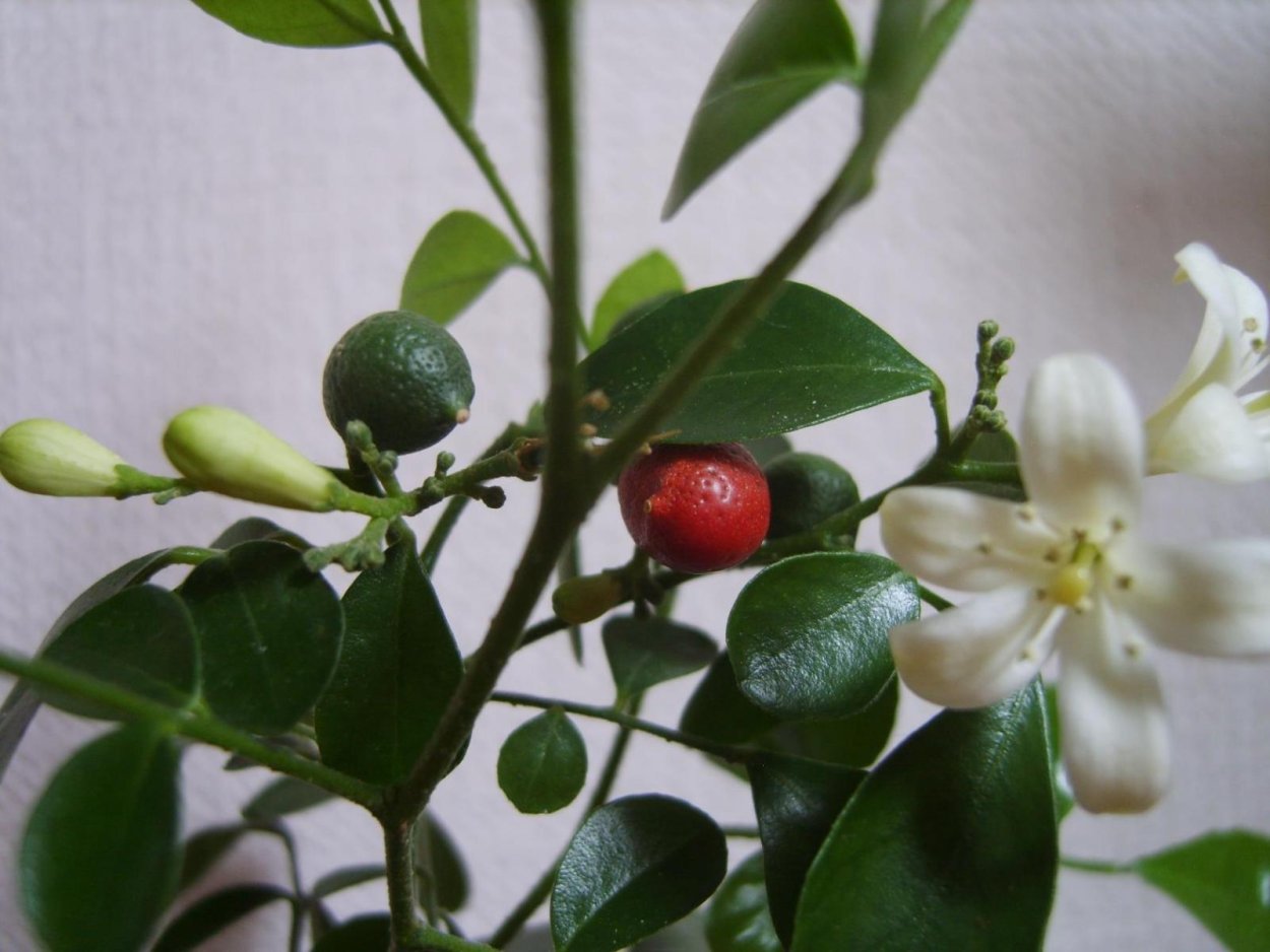 Мурайя эзотерика