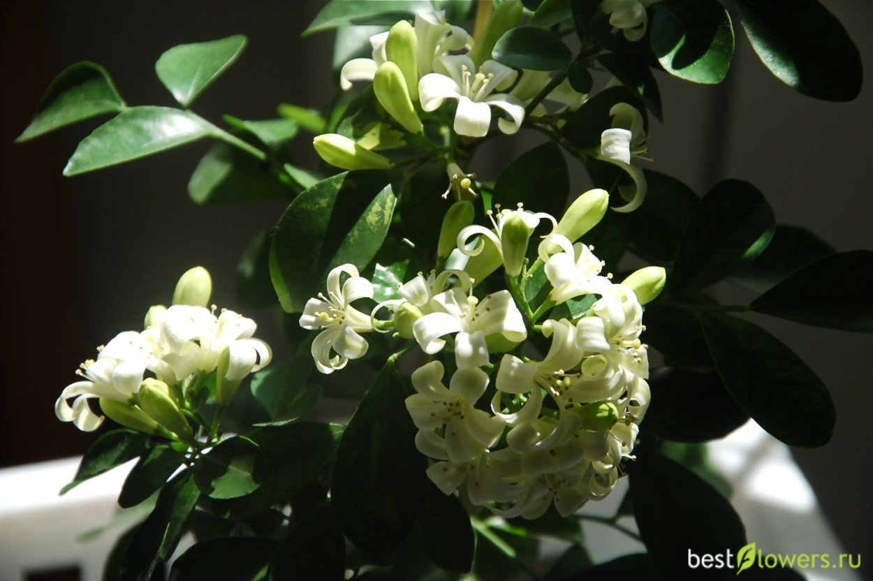 Муррайя метельчатая