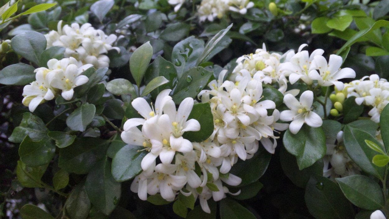 Мурайя цветок